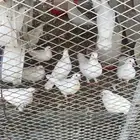 حمام لاحم الجوز 35