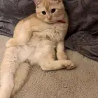 قطط تبني ذكر وانثى