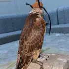 حر فرخ
