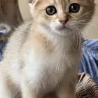 قطط سكوتش