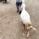 نعجة حري معها توؤم ذكور