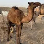 بكره للبيع عمرها 5او 6 شهور