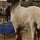 نعيمي مشروع فحل