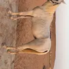 للبيع فرس عربية شعبية