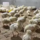 دجاج لاحم روس 308 العمر اسبوع ونص