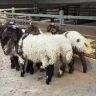 نعيم ذبائح هرافى