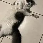 قط شيرازي للبيع