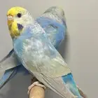 جوز بادجي رينبو هولندي من انتاجي