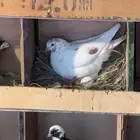 25 جوز مشاكيل
