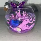 اسماك فايتر