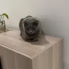 قطوه للتبني