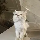 قطة