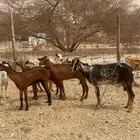 معزا 24 راس واللبيع ب330ريال