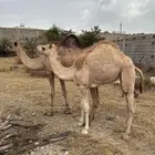 للبيع ناقه لقحه