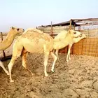 قعود للبيع فل الفل مفرود على برسيم وشعير