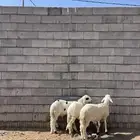 سواكني ابيض