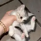 قطط. تبني