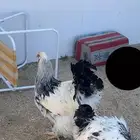 دجاج براهما