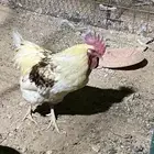 للبيع ديك لوهمان