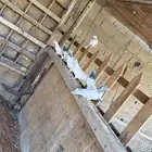 حمام هندي وتيدي