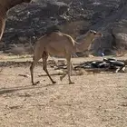بكره كفو مقنى ولا قصب