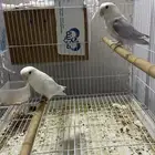 جوز روز منتج