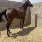 حصان انجلينزي سباق .