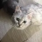 قطة انثى للتبني