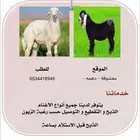 طليان وتيوس