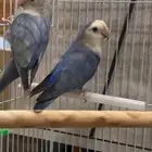 جوز روز