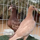 طبه مولمنيز
