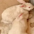 زوج ارانب للبيع
