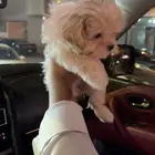 Maltipoo dog