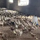 صوص صيصان فروخ بلدي عدد10الف الالوان فواتح