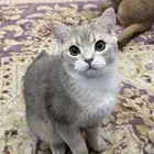 قطط سكوتش للتبني( تم التبني )
