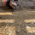 ديك كوشن و دجاجه قطني