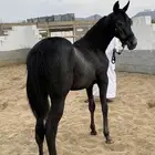 مهره شعبيه فاخره