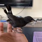شوله للبيع