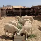 رخال حريات للبيع
