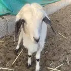 رخله حريه العمر شهرين الصحه شرط