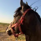 مهره عربيه شعبيه