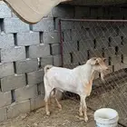 تيس فحل جامع اجم املح للبيع