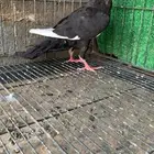 حمام