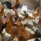 دجاج بلدي للبيع
