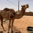 قعود