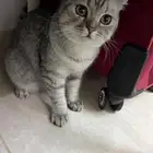 قطه سكوتش فولد بيور اللون سلفر للبيع