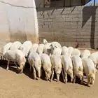 للبيع خرفان