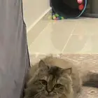 قطة انثى للتبني