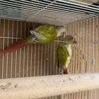 للبيع ازواج كنيور واناث