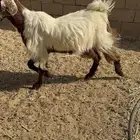 معزاء وحده جذعه و3 ثنوات دفيع